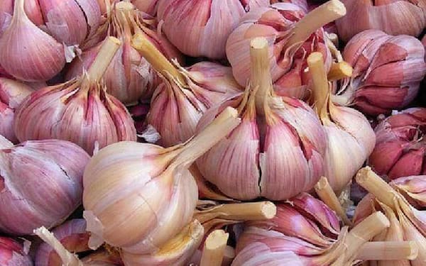 تصویر 5 از خرید و قیمت سیر تازه همدان+ فروش عمده